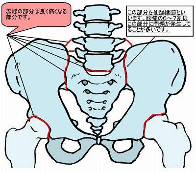 (^O^)／整体のちょっと豆知識　～その二～　仙腸関節②