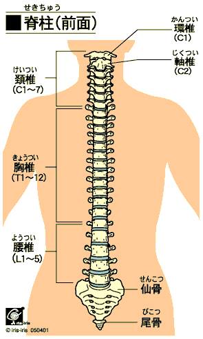 (＾◇＾)整体のちょっと豆知識　～その一～　仙腸関節①